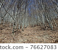 Beech Forest in spring 76627083