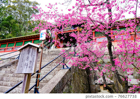 Kunozan Toshogu Karamon and plum blossoms 76627738