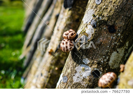 Shiitake mushroom growing on trees outdoors. Green farming. Cultivation and growth of the Shiitake mushrooms in Japanese technology on oak logs . Defocused Shiitake mushroom growing on trees outdoors. Green farming. Cultivation and growth of the Shiitake mushrooms in Japanese technology on oak logs . Defocused 76627780