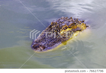 Head of  predatory reptile crocodile on the surface of the water. 76627796
