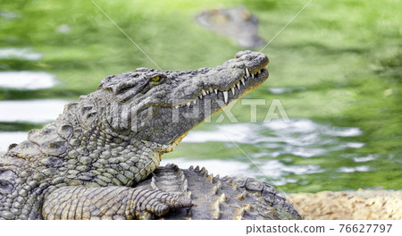 Large crocodile of the Nile lies on the shore against the background of the water surface. 76627797