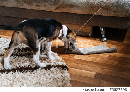 Little Beagle Puppy chewing couch, Furniture. How to Stop Puppy from Destructive Chewing Furniture. Beagle Puppy at home. Little Beagle breed dog at his new home. 76627798