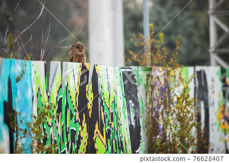 Tranquil ural owl sitting on the graffiti wall in the city Tranquil ural owl sitting on the graffiti wall in the city 76628407