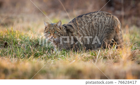European wildcat sneaking on grassland in spring nature 76628417