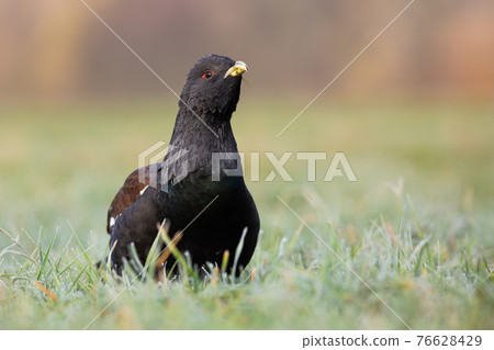 Western capercaillie sitting on grassland in spring Western capercaillie sitting on grassland in spring 76628429
