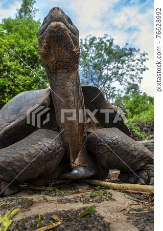 Giant Galapagos Tortoise - Santa Cruz Island in the Galapagos Islands 76628992