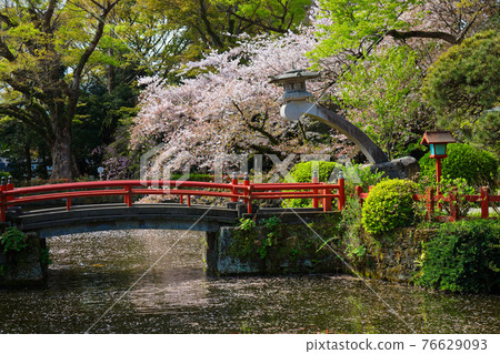 三島大社盛開的櫻花與照在水面上的嚴島神社 76629093