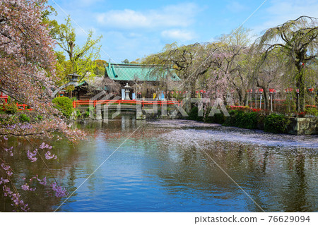 Mishima Taisha's weeping cherry blossoms in full bloom and the scenery that shines on the surface of the water 76629094