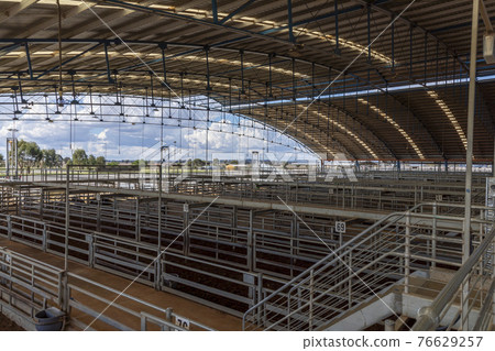 The Central West Livestock Exchange near Forbes in regional Australia The Central West Livestock Exchange near Forbes in regional Australia 76629257