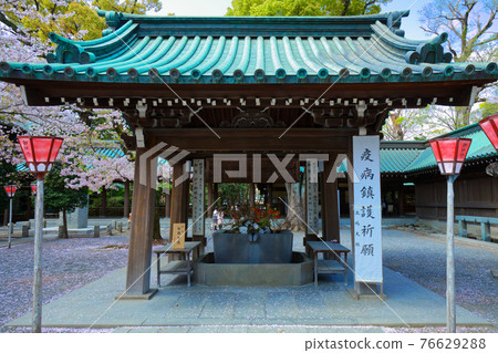 三島大社長津屋和盛開的櫻花 76629288