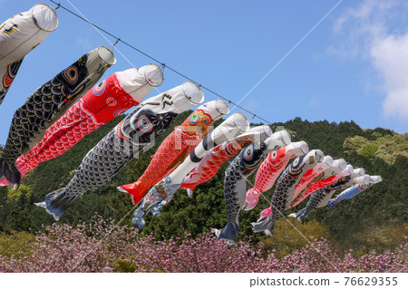 鯉魚旗和重瓣櫻花 鯉魚旗和重瓣櫻花 76629355