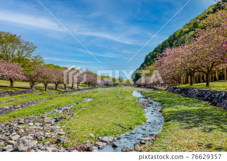 Double cherry blossoms in full bloom Double cherry blossoms in full bloom 76629357