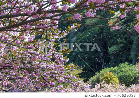 Double cherry blossoms in full bloom Double cherry blossoms in full bloom 76629358