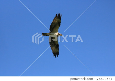 Osprey flying while spreading its wings and looking at the front in the deep blue sky Osprey flying while spreading its wings and looking at the front in the deep blue sky 76629375