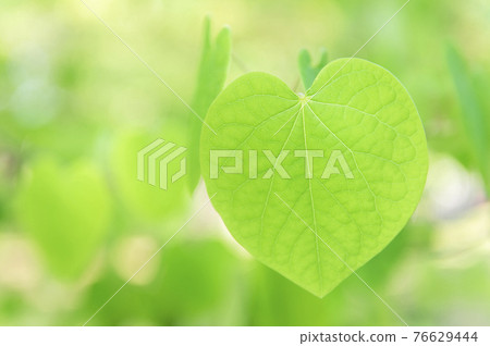 Malbanoki heart-shaped leaves 76629444