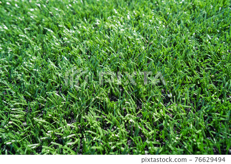 Artificial green grass for the football field Artificial green grass for the football field 76629494