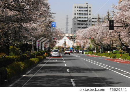 March: Cherry blossoms (Yoshino cherry tree, Rosaceae) lined with trees and Daigaku-dori in Kunitachi 56 National Station Square 76629841