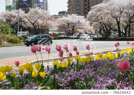 March: Cherry blossoms (Yoshino cherry tree, Rosaceae) lined with trees and Daigaku-dori in Kunitachi 55 National Station Square 76629842