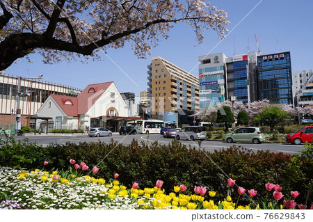 March: Cherry blossoms (Yoshino cherry tree, Rosaceae) lined with trees and Daigaku-dori in Kunitachi 54 National Station Square 76629843