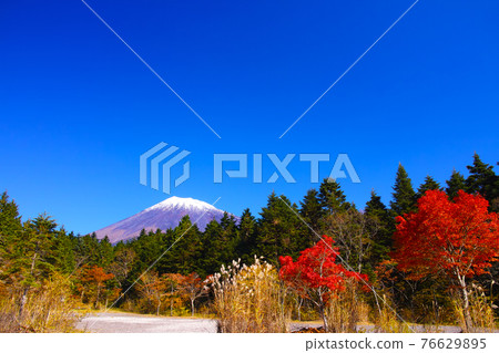 Mt. Fuji in the autumn leaves season, the scenery seen from the Fuji Skyline Nishiusuzuka parking lot in Fujinomiya City Mt. Fuji in the autumn leaves season, the scenery seen from the Fuji Skyline Nishiusuzuka parking lot in Fujinomiya City 76629895