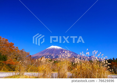 Mt. Fuji in the autumn leaves season, the scenery seen from the Fuji Skyline Nishiusuzuka parking lot in Fujinomiya City 76629896