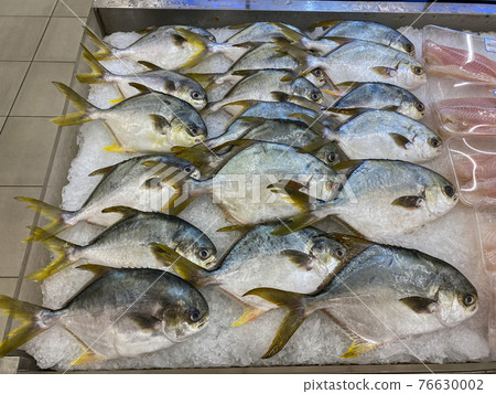 Pile of pampus argenteus fish on frozen ice at fish market 76630002