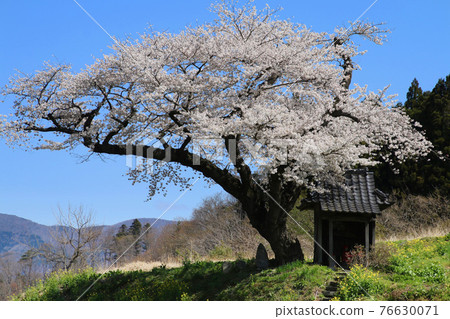 Ozawa cherry blossoms (Tamura City, Fukushima Prefecture) 76630071
