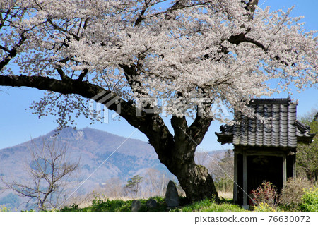 小澤櫻花（福島縣田村市） 76630072