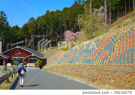 Windmill and cherry blossoms in full bloom Mishima Skywalk north area Windmill and cherry blossoms in full bloom Mishima Skywalk north area 76630079