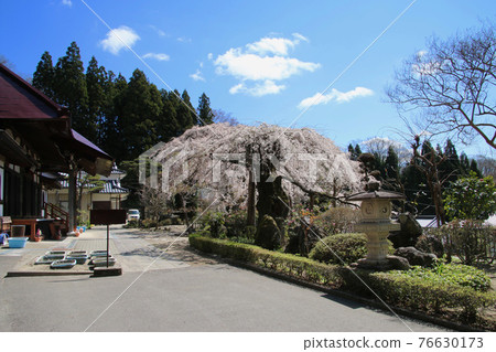 Cherry blossoms at Daijoji Temple (Tamura City, Fukushima Prefecture) Cherry blossoms at Daijoji Temple (Tamura City, Fukushima Prefecture) 76630173