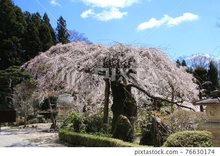 Cherry blossoms at Daijoji Temple (Tamura City, Fukushima Prefecture) Cherry blossoms at Daijoji Temple (Tamura City, Fukushima Prefecture) 76630174
