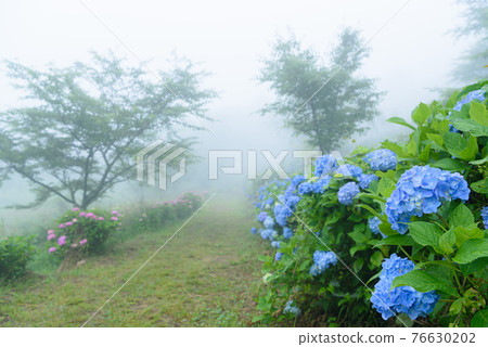 (Saitama / Minoyama Park) Hydrangea blooming in the fog and the promenade (Saitama / Minoyama Park) Hydrangea blooming in the fog and the promenade 76630202