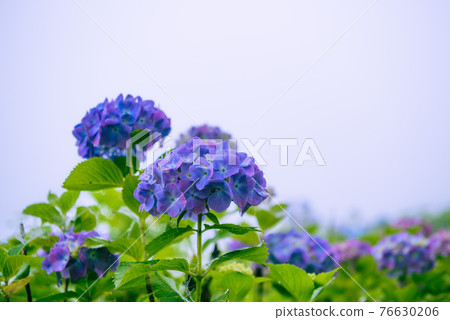 霧中綻放的繡球花 76630206