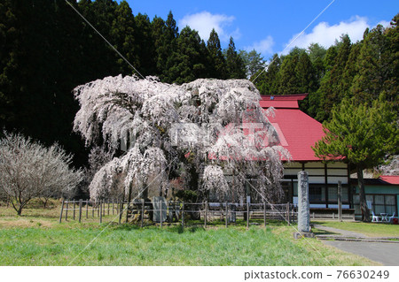 愛森寺的櫻花(福島縣田村市) 愛森寺的櫻花(福島縣田村市) 76630249
