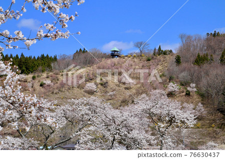 Thousand cherry blossoms of the Natsui River (Fukushima Prefecture, Ono Town) 76630437