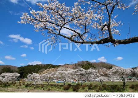Thousand cherry blossoms of the Natsui River (Fukushima Prefecture, Ono Town) 76630438
