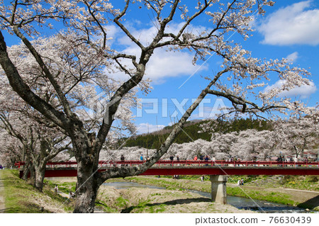 Thousand cherry blossoms of the Natsui River (Fukushima Prefecture, Ono Town) 76630439