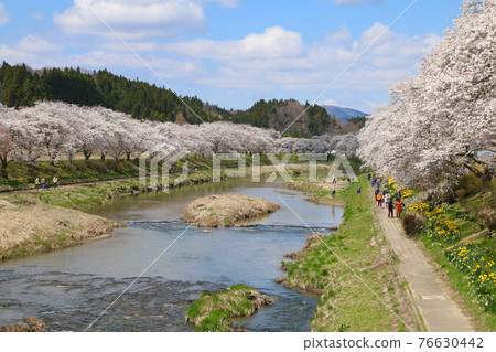 Natsui River(福島縣小野町)的千棵櫻花 Natsui River(福島縣小野町)的千棵櫻花 76630442