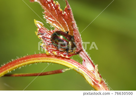 Red leaf beetle Red leaf beetle 76630500