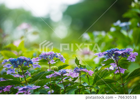 雨季盛開的繡球花 雨季盛開的繡球花 76630538