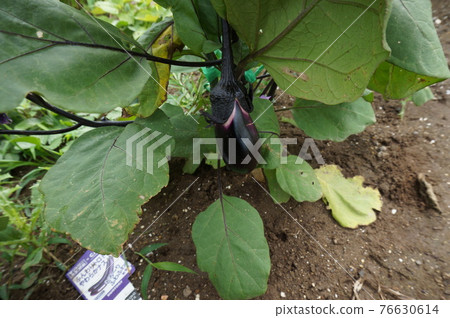 eggplant 76630614