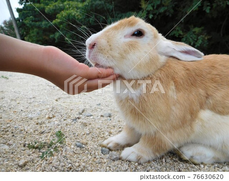 在奧之島與兔子接觸 76630620