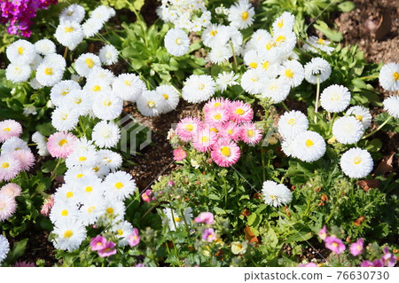 Daisies Flower Daisies Flower 76630730