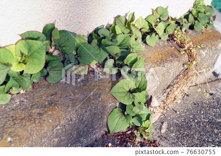 魚腥草 魚腥草 76630755