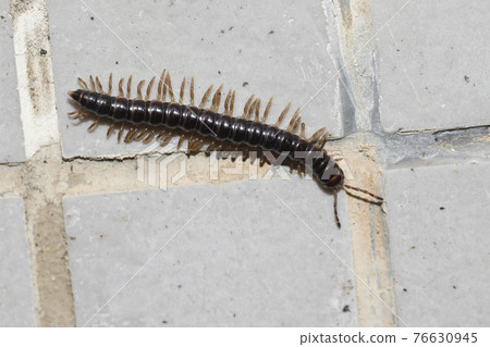 千足蟲 千足蟲 76630945