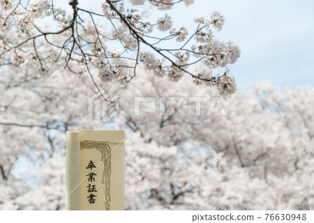 [Graduation image: Sakura in full bloom and diploma] 76630948