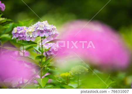 Hydrangea blooming in the rainy season 76631007