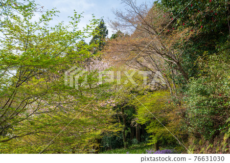 Satoyama spring view from the approach to Jikoji Temple Satoyama spring view from the approach to Jikoji Temple 76631030