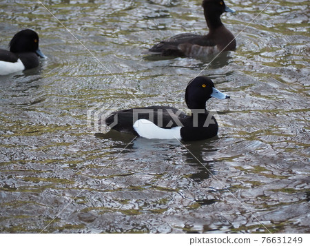 Kinkrochasshuro 76631249