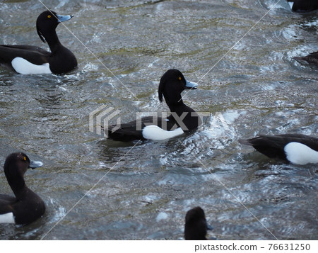 Kinkrochasshuro 76631250